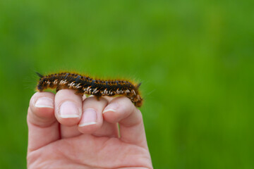 Caterpillar on the palm of a person, a hairy insect, a large black, brown, orange caterpillar crawls on the fingers on the hand on a green background of leaves in summer