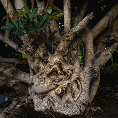 ents