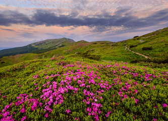 Pink rose rhododendron flowers on summer mountain slope