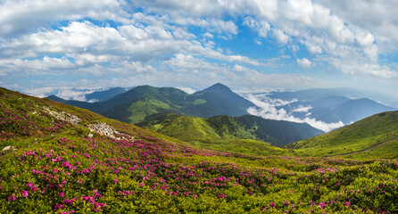 Obraz premium Pink rose rhododendron flowers on summer mountain slope
