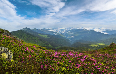 Naklejka na ściany i meble Pink rose rhododendron flowers on summer mountain slope