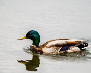 duck on the lake