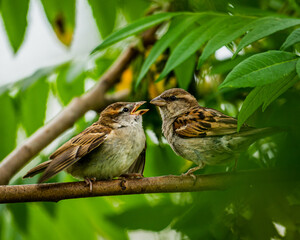 sparrow on a branch