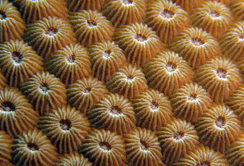 Close up image of Diploastrea heliopora coral Boracay Island Philippines