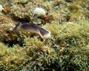 A Chelidonura Amoena nudibranch Boracay Island Philippines