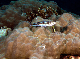 A sand Lizardfish resting on a coral Boracay Island Philippines