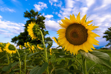 sunflowers field with blue cloudy sky, agriculture concept, Sunflowers are Growing on the Big field. Wonderful view field of sunflowers by summertime. Black sunflower seeds.
