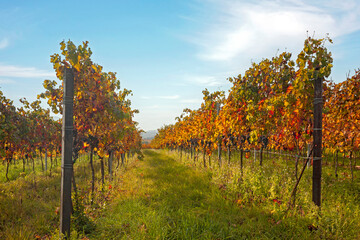 Fototapeta premium Reben im Herbst, Südpfalz
