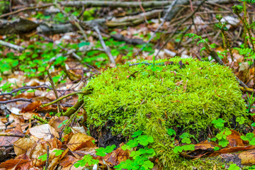 Sawed eaten tree stump and wood on forest floor Germany.