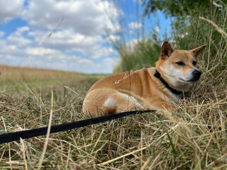 dog on the beach