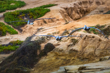 2022-07-09 THREE BROWN PELICANS SOARING OVER THE CLIFFS NEAR THE LA JOLLA COVE IN SAN DIEGO CALIFORNIA