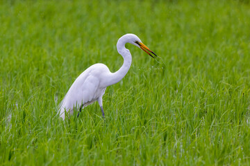 田んぼで餌を探すシラサギ