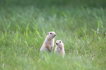 Foto op Plexiglas Two Prairie Dogs © couragesings