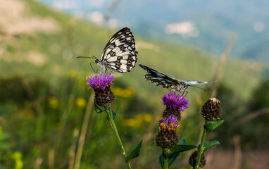 Butterflies in the nature, wild animals, melanargia galathea
