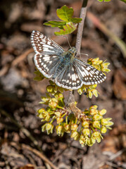 Common Checkered Skipper