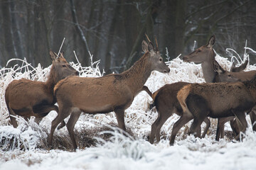 Beautiful herd of red deer, Cervus elaphus, on a white meadow in the snow, large forest animals in the game refuge, nature reserve in winter, beautiful snow-covered meadow and wild animals