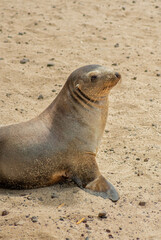 León marino de las islas Galápagos posando en la isla de San Cristóbal 