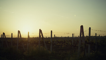 Beautiful sunset grapevine plantation at summer. Yellow sky over vine farmland.