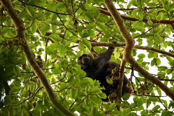chimpanzee in a tree on safari in uganda