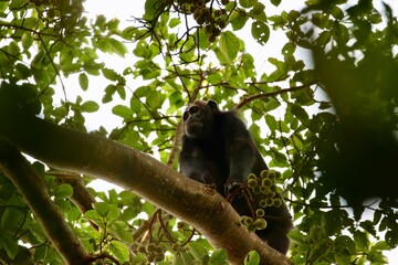 chimpanzee in a tree on safari in uganda
