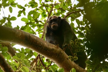chimpanzee in a tree on safari in uganda