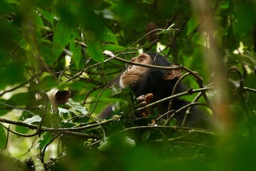 chimpanzee in a tree on safari in uganda