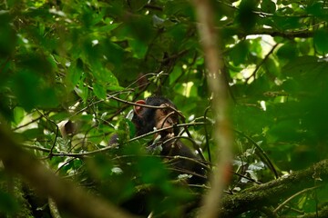 chimpanzee in a tree on safari in uganda