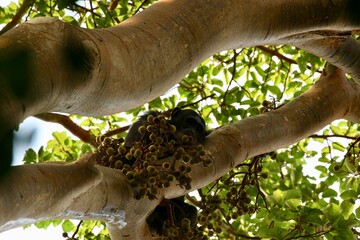 chimpanzee in a tree on safari in uganda