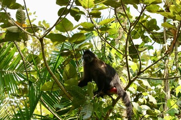 monkey in the tree of the jungle in uganda