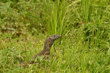 lizard on the ground in uganda