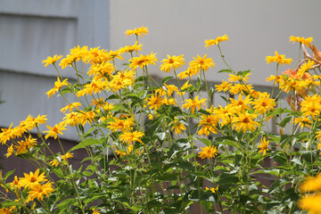 Flowering rough oxeye (Heliopsis helianthoides) plant with yellow flowers and green leaves in summer garden