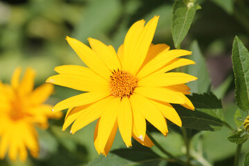 Yellow flower of rough oxeye (Heliopsis helianthoides) plant close-up in summer garden