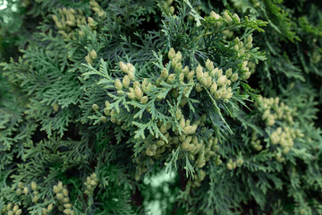 Naklejka na ściany i meble thuja branch with cones. Natural green background