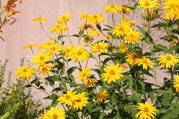 Flowering rough oxeye (Heliopsis helianthoides) plant with yellow flowers and green leaves in summer garden