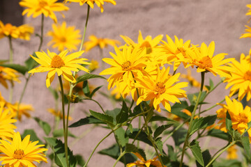 Flowering rough oxeye (Heliopsis helianthoides) plant with yellow flowers and green leaves in summer garden