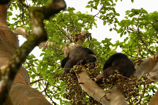 Chimps In The Jungle Of Uganda