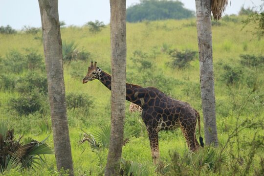 almost complete blacke giraffe in the savannah in uganda