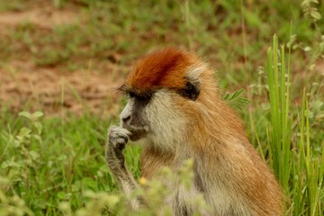 close up of a monkey in uganda savanah