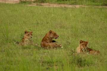 lion and lioness in uganda