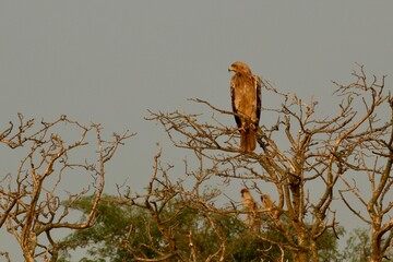 red tailed hawk perched on branch in uganda