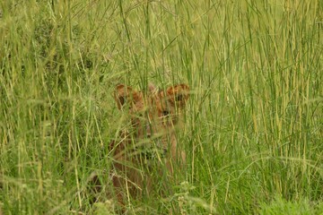 lion posing on the ground and hide in the savanna uganda