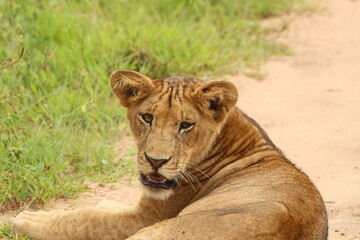 lion posing on the ground in the savanna uganda