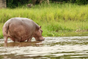 hippopotamus in river in uganda