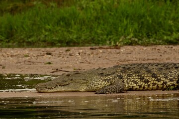 alligator in the swamp  in uganda