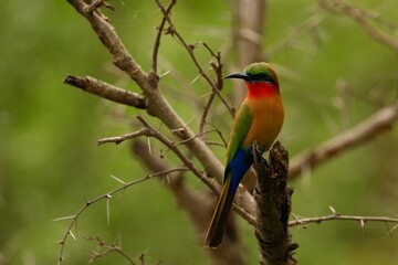Fototapeta premium bee eater perched on branch