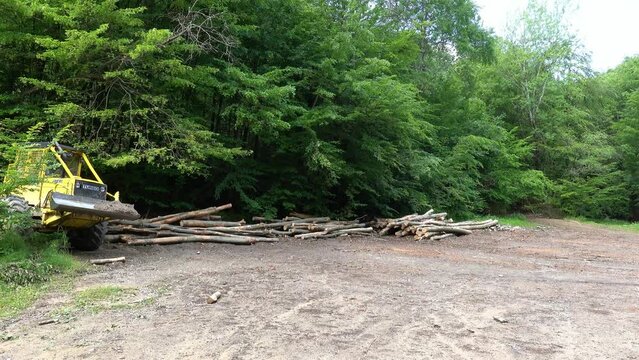 A panoramic view of the area for storing harvested wood