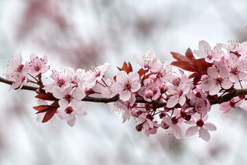 Blooming Cherry Blossoms on a Branch