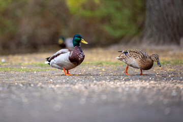 ducks waddle in park and look for food