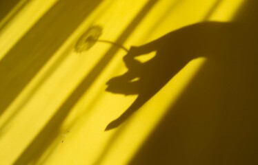 The shadow of a hand on a yellow wall holding a flower on a minimalist floral arrangement. Floral aesthetics.