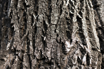 Abstract texture of the bark of a tree.